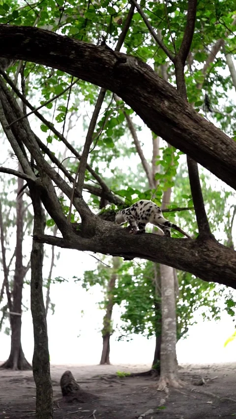 Wild Cuscus bear, Indonesia, Wai Island - vertical video 4k v2 Stockbeeldmateriaal 280872270