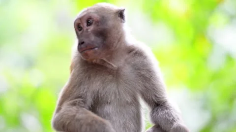 Wild cute monkey sitting in tree Stock Footage 139107600