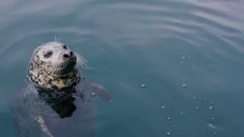 Wild cute seals in ocean Vidéo 82445015
