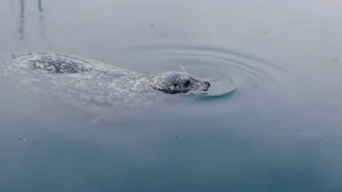 Wild cute seals in ocean Vidéo 82445048