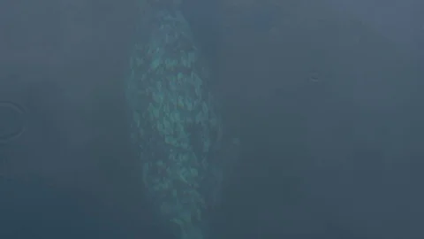 Wild cute seals in ocean 库存影片 82445075