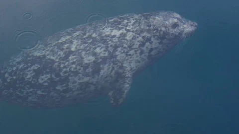 Wild cute seals in ocean Vidéo 82445117