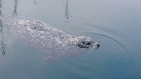 Wild cute seals in ocean Stockbeeldmateriaal 82445128