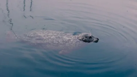Wild cute seals in ocean Видео 82445213