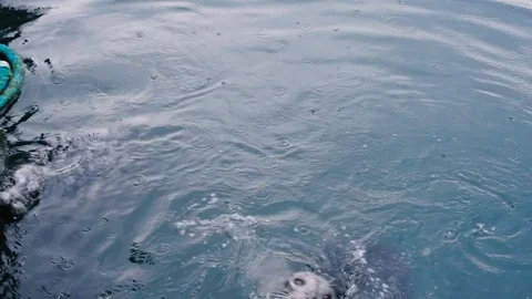 Wild cute seals in ocean Stock Footage 82445221