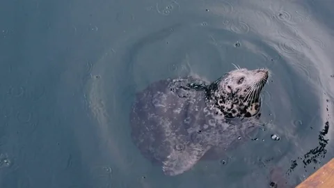 Wild cute seals in ocean Stock Footage 82445312