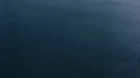 Wild cute seals in ocean Vídeos de archivo 82445313