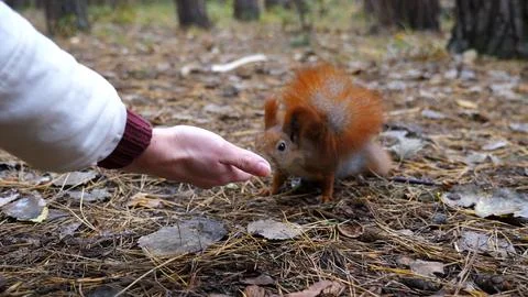 Wild cute squirrel sniffing nuts from female arm at forest. Curious fluffy ro Stock Photos