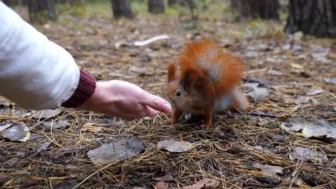 Wild cute squirrel sniffing nuts from female arm at forest. Curious fluffy ro Stock Photos