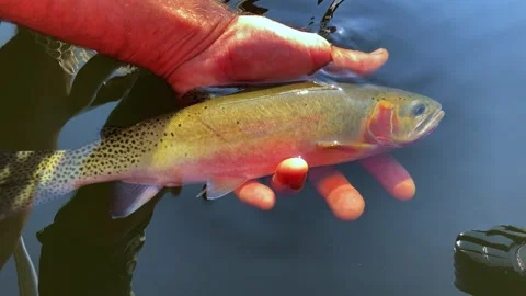Wild Cutthroat Trout Released in Miner Lake, Montana Stock-Footage 342874283