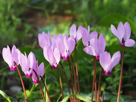 Wild cyclamen in forest Stock Photos