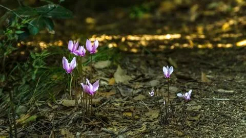 Wild cyclamen Stock-Fotos
