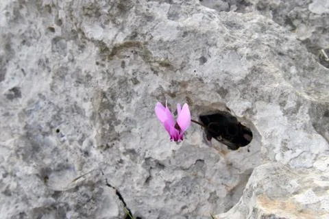 Wild cyclamen. Stock Photos