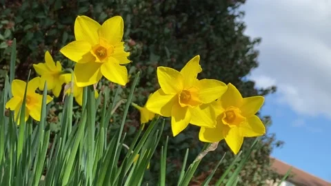 Wild Daffodil Stock Footage 237398261
