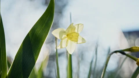 A wild daffodil moving in the wind. The sun shines through the blossoms and Stock Footage 239117807