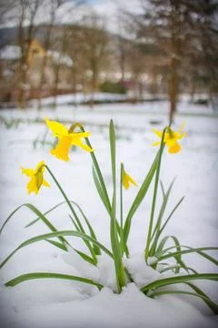 Wild daffodil Stock Photos