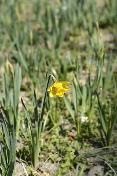 Wild Daffodil Stock Photos