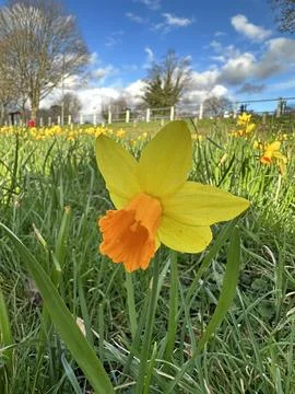 Wild Daffodil Stock Photos