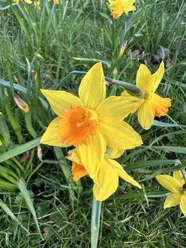 Wild daffodil Stock Photos
