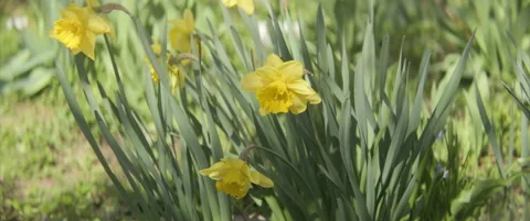 Wild daffodil under the trees in the garden 4k scope video Stock Footage 311443076