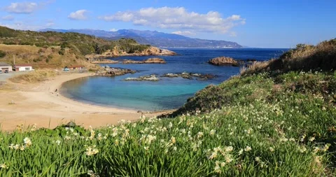 Wild daffodils blooming at Ikenodan Beach in winter Tsumekizaki Izu Stock Footage 337451375