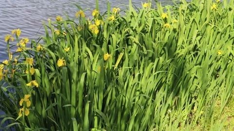 Wild Daffodils blowing by lake in wind Stock Footage 132825370