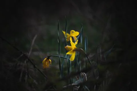 Wild daffodils in coppice Stock Photos