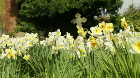 Wild daffodils with cross in background Stock Footage 36410829