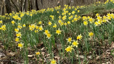 Wild daffodils in forest Stock Footage 202200404