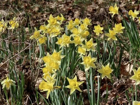 Wild daffodils in forest Foto stock
