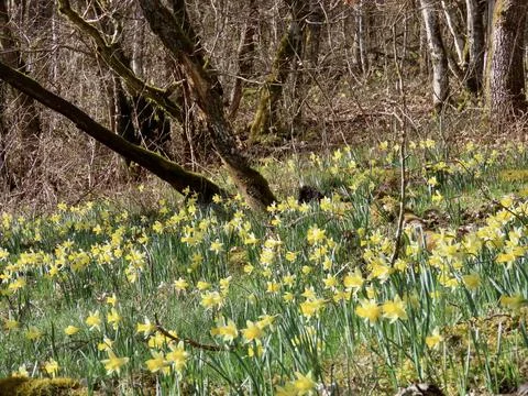 Wild daffodils in forest Stock Photos