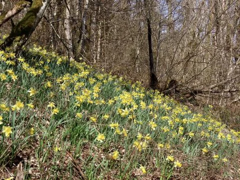 Wild daffodils in forest Stock Photos