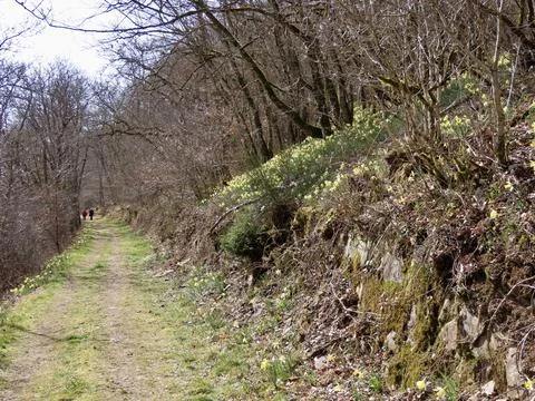 Wild daffodils in forest Stock Photos