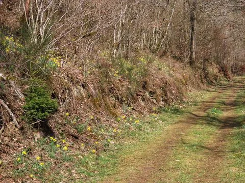 Wild daffodils in forest Foto stock