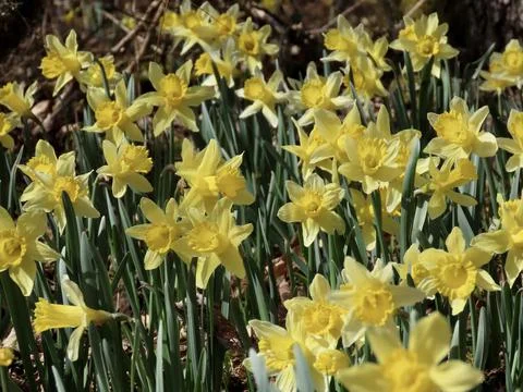 Wild daffodils in forest 스톡 사진