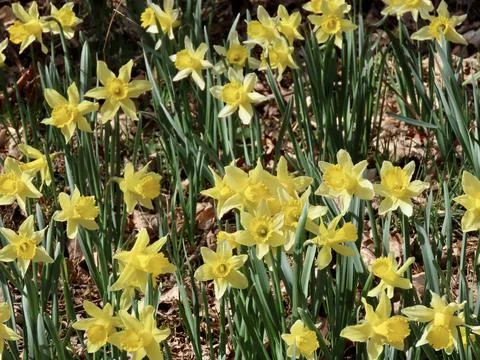 Wild daffodils in forest Stock Photos