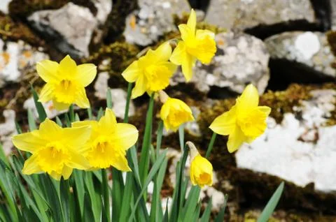 Wild daffodils Stock Photos