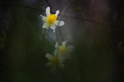 Wild daffodils Foto stock