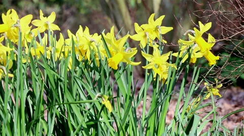 Wild daffodils  in the woods slight breeze Stock Footage 36220080