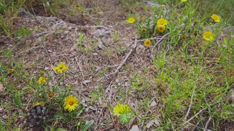 Wild Daisies and Pine Cones on the Forest Floor Stock Footage 333523634