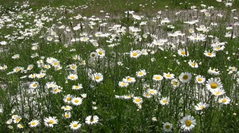 Wild daisies are gently blowing in the wind (High Definition) Stock-Footage 368606
