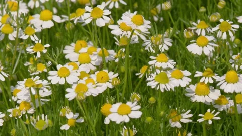 Wild daisies (chamomile) bloom in a spring field Stock Footage 242453672
