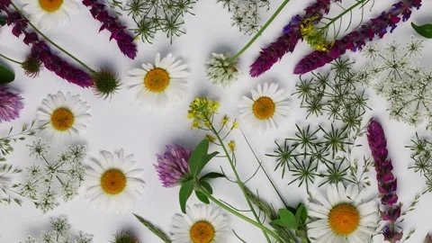 Wild Daisies Clover And Queen Anne's Lace Flat Lay Arrangement 動画素材 343280121