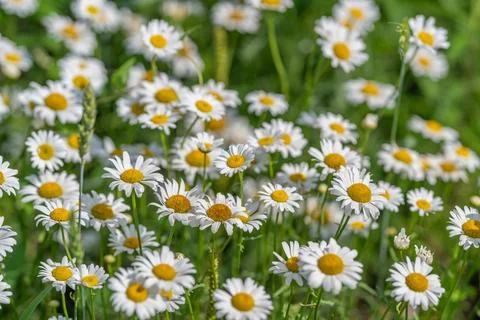 Wild daisies dance gently under the warm sun in a lush green meadow during .. Stock Photos