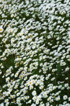 Wild daisies field perspective Stock Photos