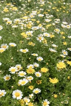 Wild daisies field with selective focus Foto stock