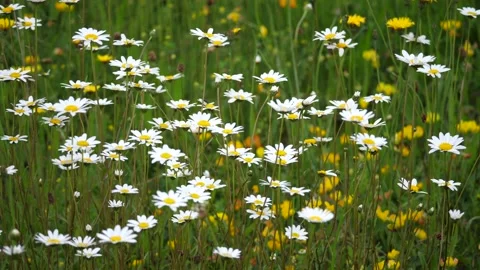 Wild daisies Vídeo Stock 136568307