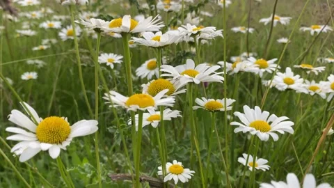 Wild daisies Stock-Footage 137251208