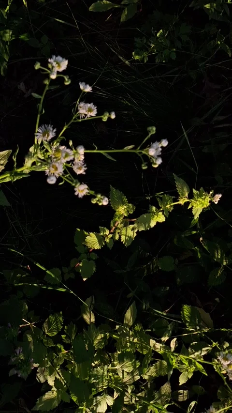 Wild daisies Stock Footage 341676673