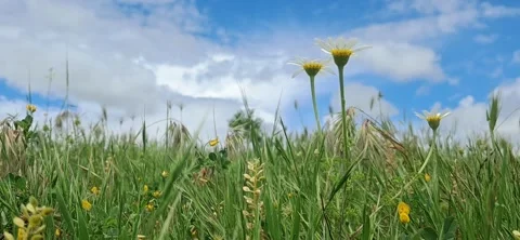 Wild daisies in a green meadow. 動画素材 335778340